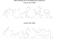 RNA Drawing with RNApuzzler Algorithm